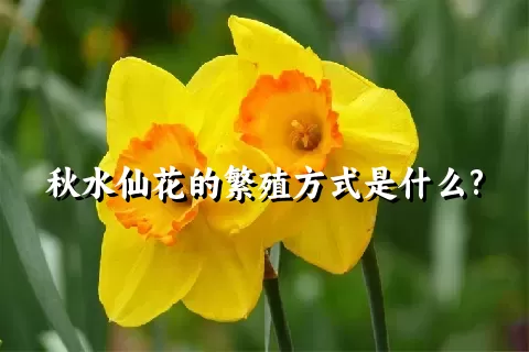 秋水仙花的繁殖方式是什么?