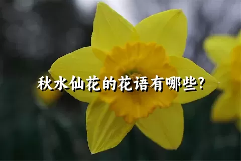 秋水仙花的花语有哪些?