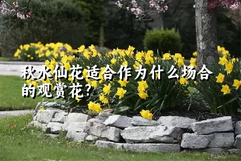 秋水仙花适合作为什么场合的观赏花?