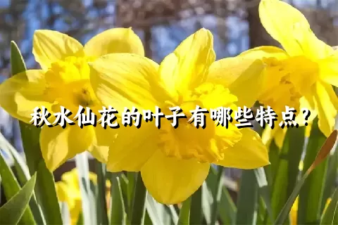 秋水仙花的叶子有哪些特点?