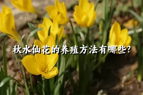 秋水仙花的养殖方法有哪些?