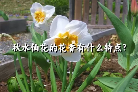 秋水仙花的花香有什么特点?