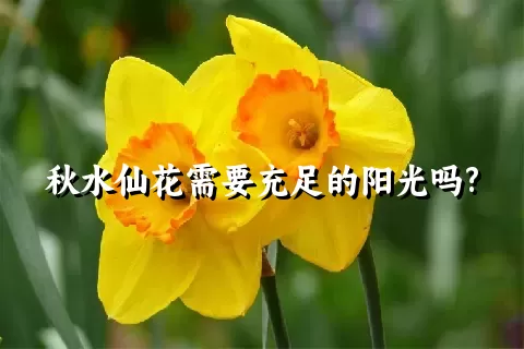 秋水仙花需要充足的阳光吗?