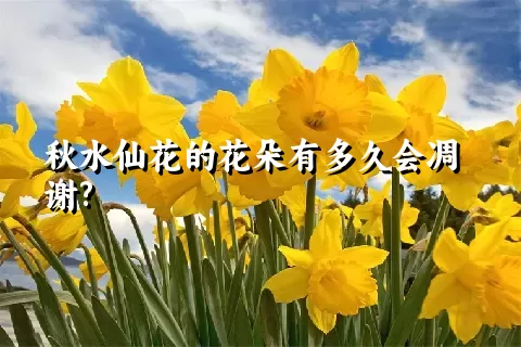 秋水仙花的花朵有多久会凋谢?