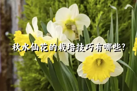 秋水仙花的栽培技巧有哪些?