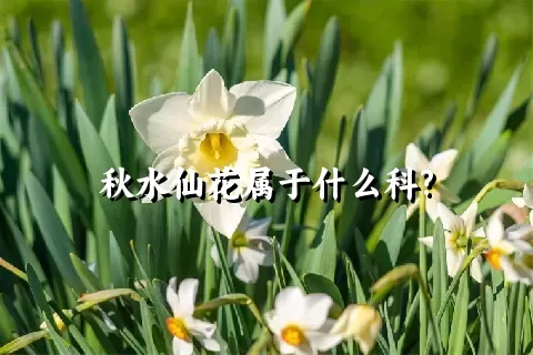 秋水仙花属于什么科?