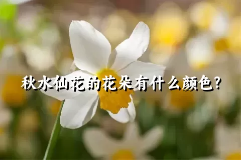 秋水仙花的花朵有什么颜色?