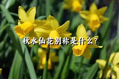 秋水仙花别称是什么？