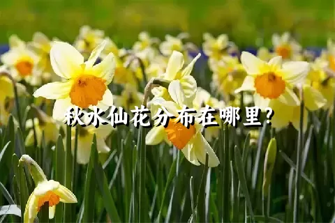 秋水仙花分布在哪里?