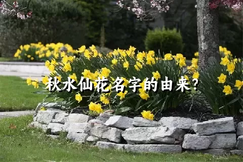 秋水仙花名字的由来？