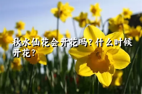 秋水仙花会开花吗？什么时候开花？