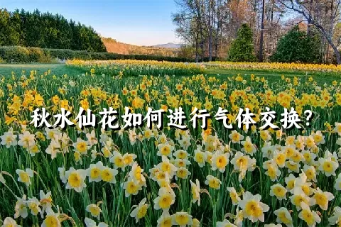 秋水仙花如何进行气体交换？