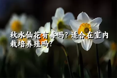 秋水仙花有毒吗？适合在室内栽培养殖吗？