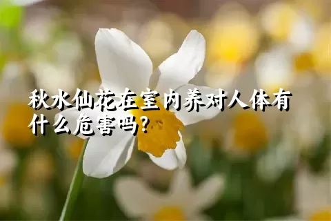 秋水仙花在室内养对人体有什么危害吗？