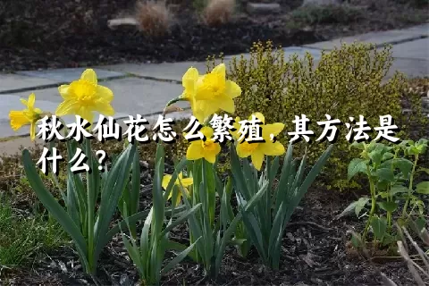 秋水仙花怎么繁殖，其方法是什么？