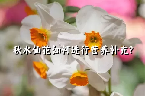 秋水仙花如何进行营养补充？