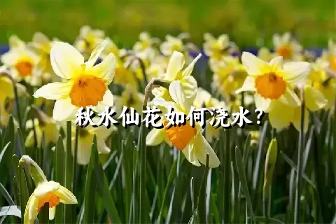 秋水仙花如何浇水？