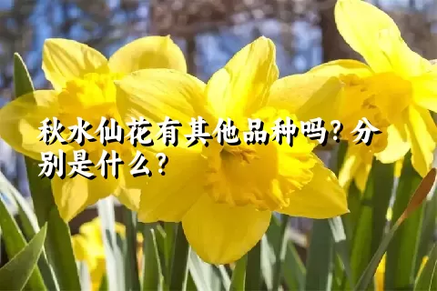 秋水仙花有其他品种吗？分别是什么？