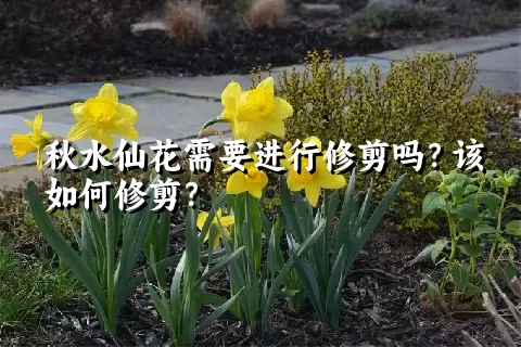 秋水仙花需要进行修剪吗？该如何修剪？