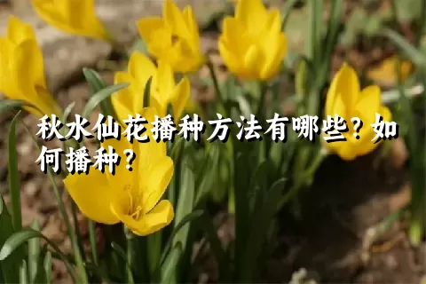 秋水仙花播种方法有哪些？如何播种？