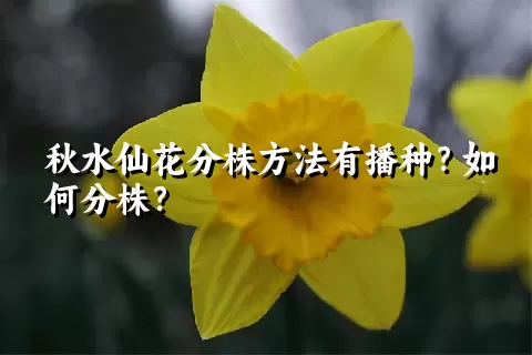 秋水仙花分株方法有播种？如何分株？