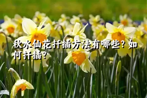 秋水仙花扦插方法有哪些？如何扦插？