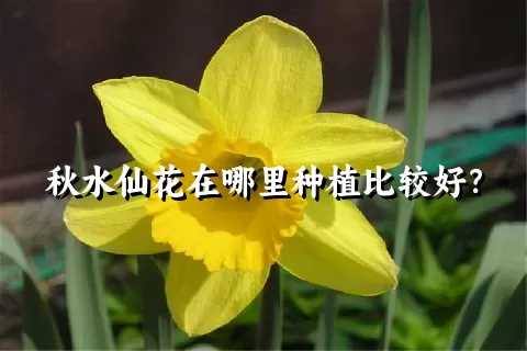 秋水仙花在哪里种植比较好？