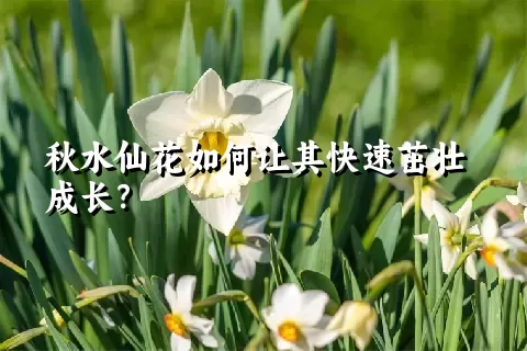 秋水仙花如何让其快速茁壮成长？