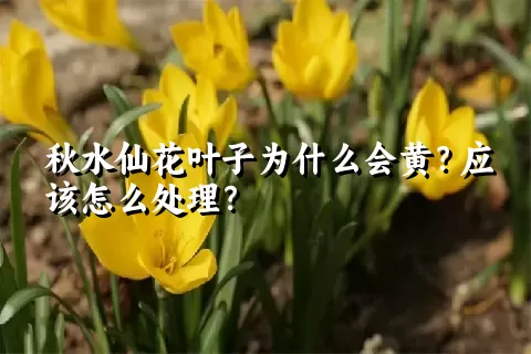 秋水仙花叶子为什么会黄？应该怎么处理？