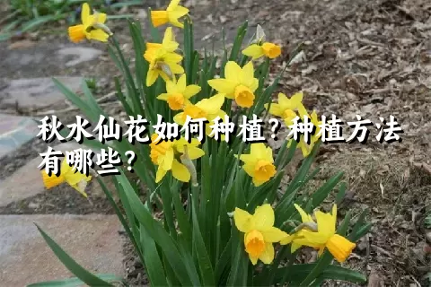 秋水仙花如何种植？种植方法有哪些？