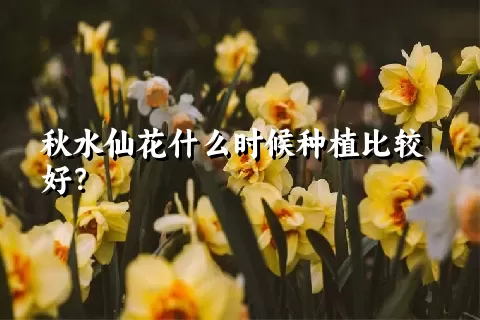 秋水仙花什么时候种植比较好？