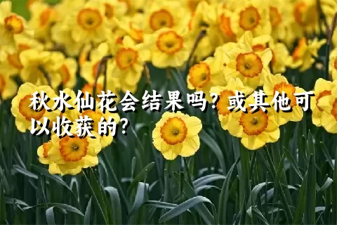 秋水仙花会结果吗？或其他可以收获的？