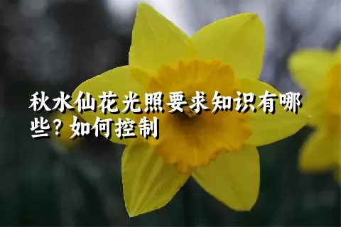 秋水仙花光照要求知识有哪些？如何控制