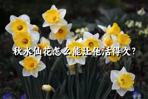 秋水仙花怎么能让他活得久？