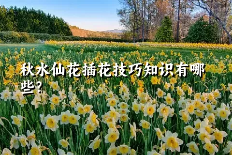 秋水仙花插花技巧知识有哪些？