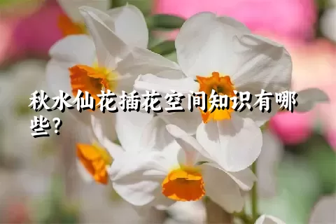 秋水仙花插花空间知识有哪些？