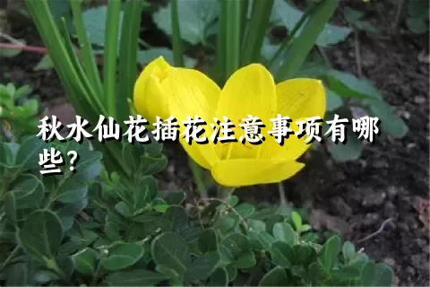 秋水仙花插花注意事项有哪些？