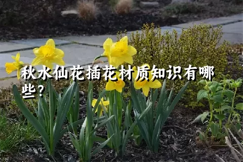 秋水仙花插花材质知识有哪些？