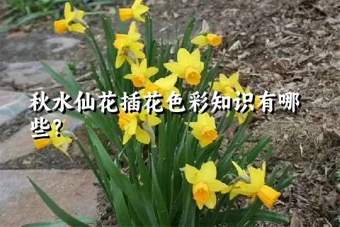 秋水仙花插花色彩知识有哪些？