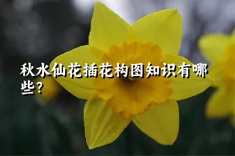 秋水仙花插花构图知识有哪些？