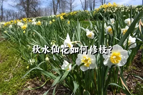 秋水仙花如何修枝？