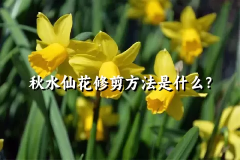 秋水仙花修剪方法是什么？