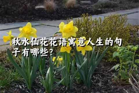 秋水仙花花语寓意人生的句子有哪些？