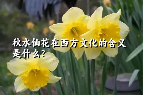 秋水仙花在西方文化的含义是什么？