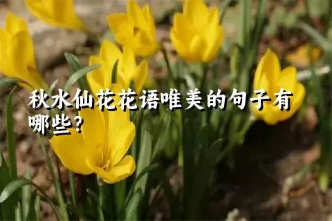 秋水仙花花语唯美的句子有哪些？