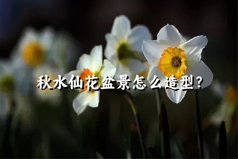 秋水仙花盆景怎么造型？