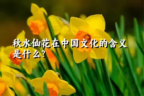 秋水仙花在中国文化的含义是什么？