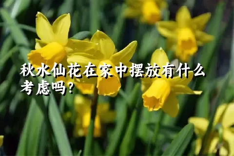 秋水仙花在家中摆放有什么考虑吗？