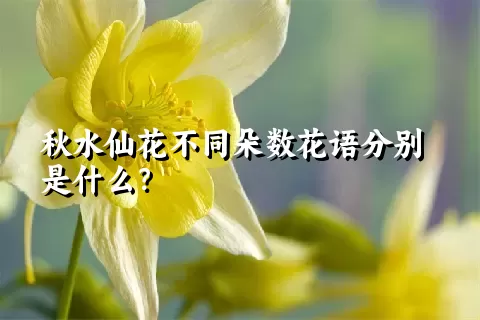 秋水仙花不同朵数花语分别是什么？