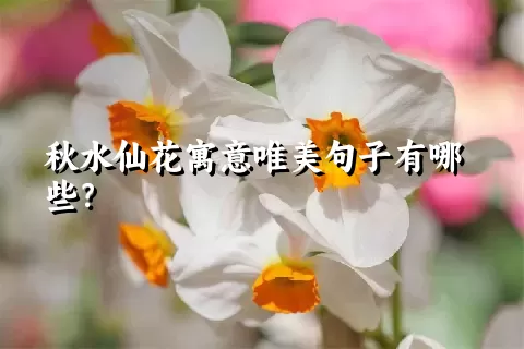 秋水仙花寓意唯美句子有哪些？